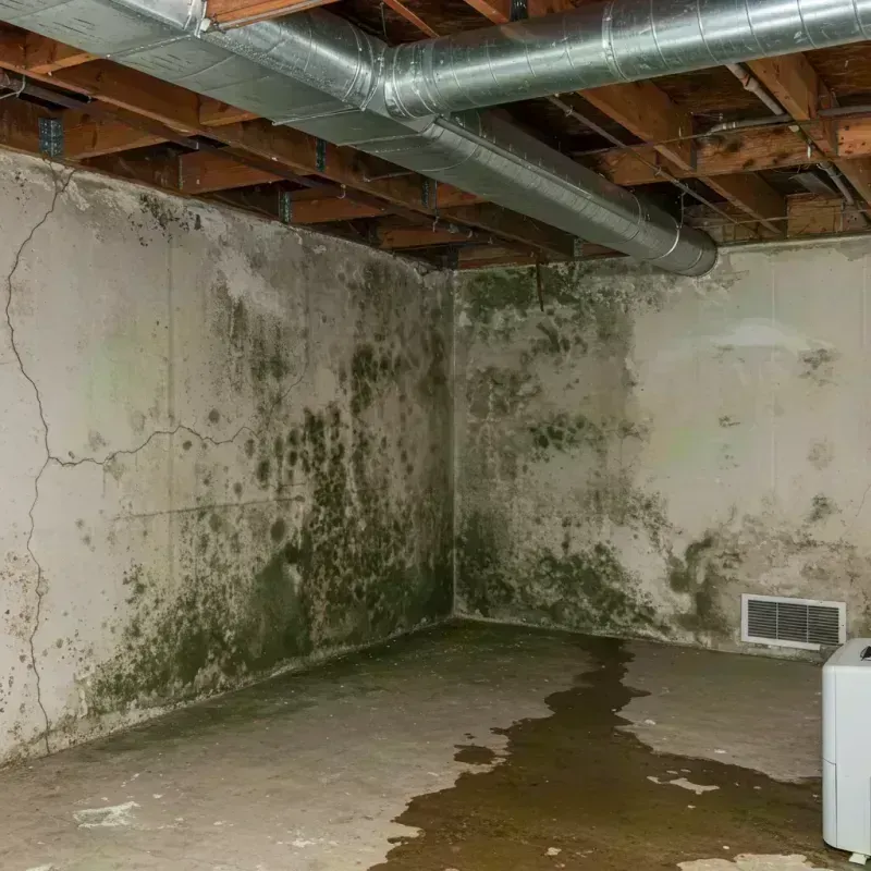 Professional Mold Removal in Lake Holiday, IL